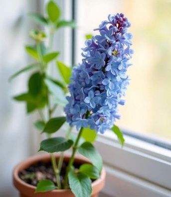 blau Zimmer-Flieder Stecklinge Dekoidee Deko für den Herbst Winter Advent Adventszeit