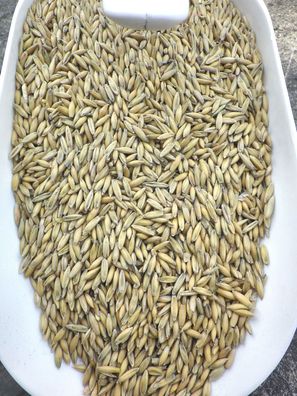 Hafer Futterhafer für Pferde Geflügel Nager 20 kg