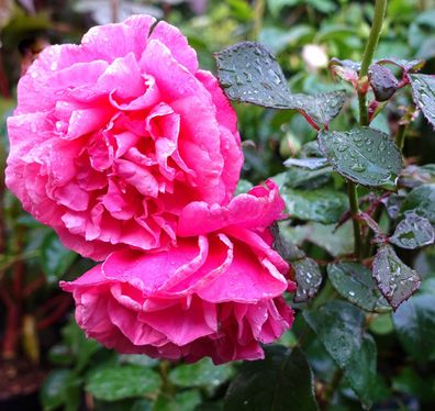 Edelrose mit rosfarbener Blüte Rosa ´Line Renaud´ Rose im 5-Liter Container