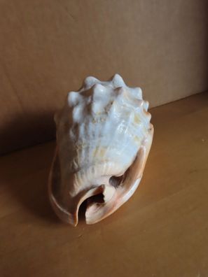 Muschel Schnecke mittelgroß Gedrehte Muschel hell ca. 7,3 cm H