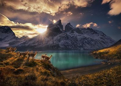 Guanacos Kamele im Sonnenuntergang