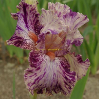 Schwertlilie Bart-Iris Oasis Patches