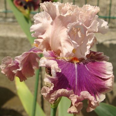 Schwertlilie Bart-Iris Oxford Countesse