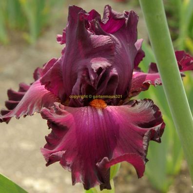 Schwertlilie Bart-Iris Vizier