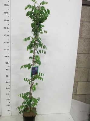 Blauregen Blue Moon Wisteria macrostachya winterhart Duft Kletterpflanze 140-180