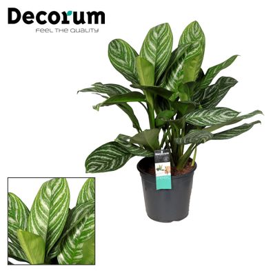 Aglaonema-Streifen - Ø21cm - 70-80cm - Zimmerpflanze - Immergrün