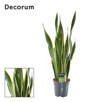 Sansevieria Laurentii XL - Ø17cm - 60-70cm - Zimmerpflanze - Immergrün - Kakteen