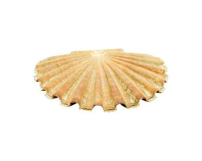 Pecten 65mm bis 85mm