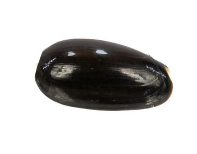 Oliva vidua 42mm bis 47mm