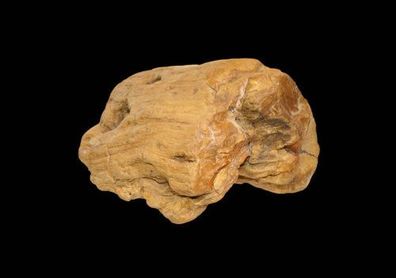 Versteinerte Holz West-Java