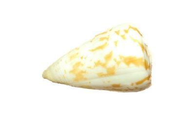 Conus caracteristicus 47mm