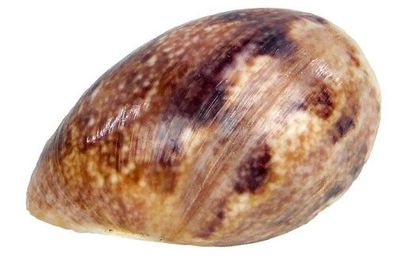 Bulla ampulla von 37mm bis 47mm