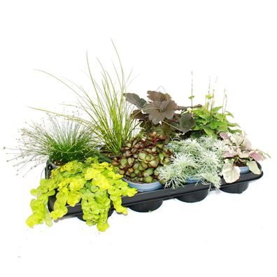 Bunte Herbst-Stauden Mischung "Herbstzauber" - 8 verschiedene winterharte Stauden