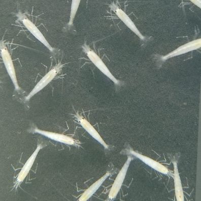 Snow Amanogarnele - Caridina multidentata var. "snow"