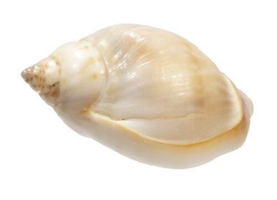 Nassarius gibbosulus 13mm bis 20mm