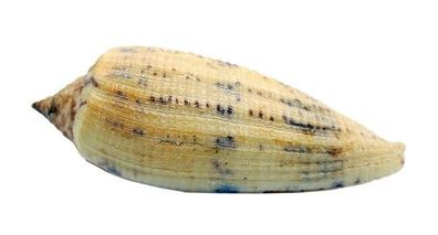 Conus australis 59mm bis 83mm