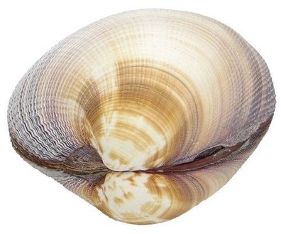 Prächtige Venusmuschel