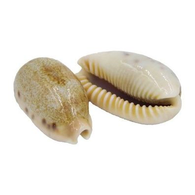 Cypraea caurica 35-40mm