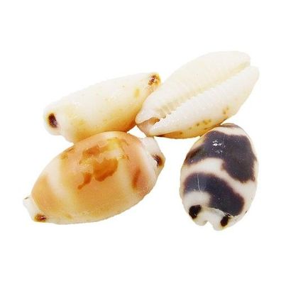 Cypraea ursellus -RARE- 15mm