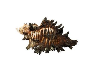 Chicoreus brunneus 60mm