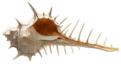 Murex scolopax 70-93mm