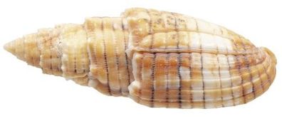 Quasimitra puncticulata 37mm bis 50mm