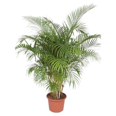 Dypsis Lutescens (Areca Palm) - Ø40cm - 180-200cm - Zimmerpflanze - Immergrün
