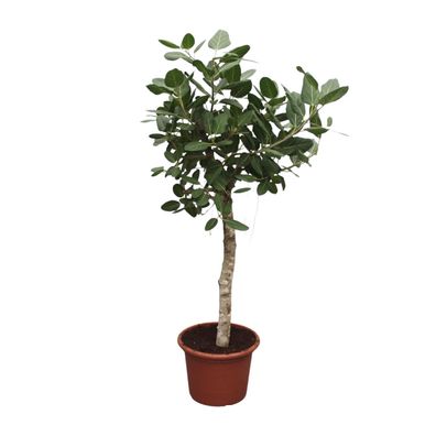 Ficus Benghalensis baum - Ø50cm - 190-200cm - Zimmerpflanze - Immergrün