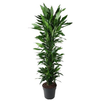 Dracaena Janet Lind verzweigt - Ø34cm - 160-170cm - Zimmerpflanze - Immergrün