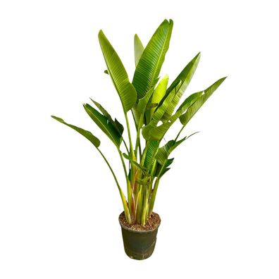 Strelitzia Augusta multi Stamm XXL - Ø32cm - 200-225cm - Zimmerpflanze - Immergrün