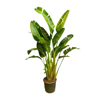 Strelitzia Augusta XXL - Multi Stamm - Ø30-40cm - 225-250cm - Zimmerpflanze - Imm