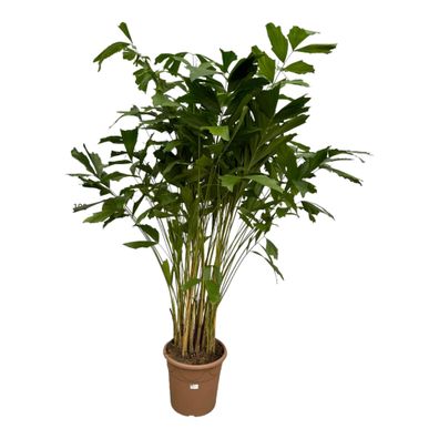 Caryota Mitis - Ø32cm - 235-250cm - Zimmerpflanze - Immergrün