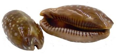 Cypraea Cervinetta 37mm GEM