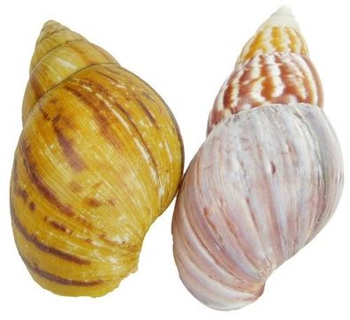 Achatina Achatschnecke 10-16mm