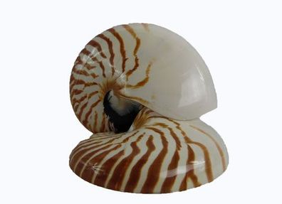 Halbe Nautilus natur ca 150 mm
