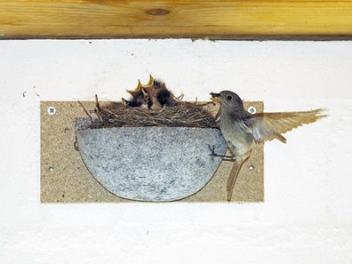 Naturschutzprodukt Rauchschwalbennest-Einzelnest Satz 2 Stück Typ Nr. 10