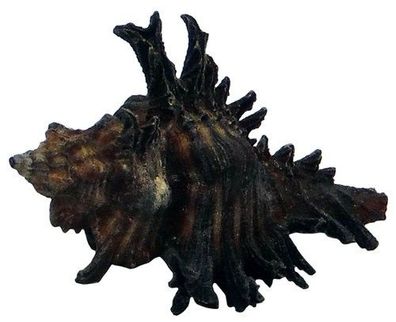 Murex adustus - Murexschnecke von 33mm bis 42mm