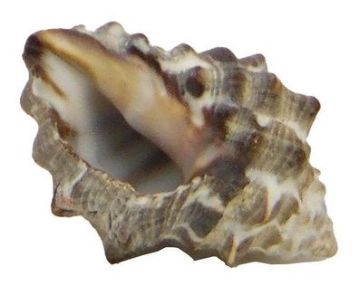 Drupa von 24mm bis 35mm