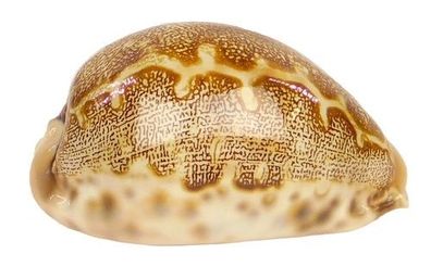 Leporicypraea mappa 60-72mm