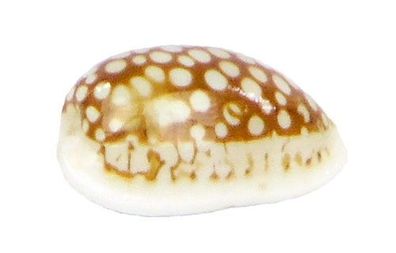 Cribrarula cribraria 19-26mm