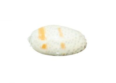 Oliva bulbosa 29-36mm