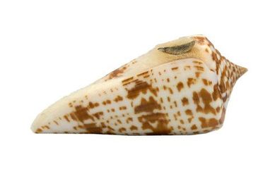 Conus inscriptus 65mm