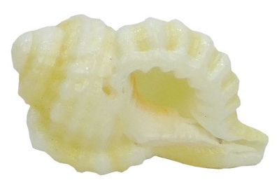 Tritonshorn 3-3,5 cm