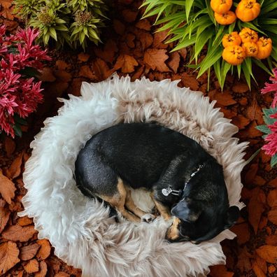 Sheep Dreams Lammfell Hunde/- Katzenbett Ø70cm Braun – kuschelig & hochwertig