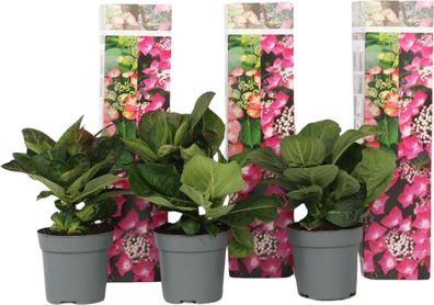 3x Hydrangea macrophylla Red Bull Bauernhortensie Tellerhortensie winterhart