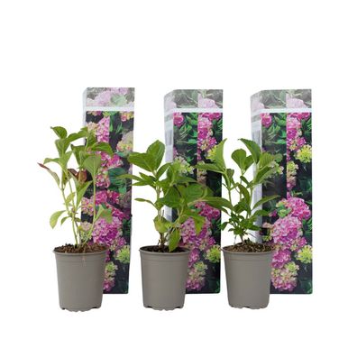 3x Bauernhortensie Early Pink Hydrangea rosa Gartenhortensie winterhart Topf