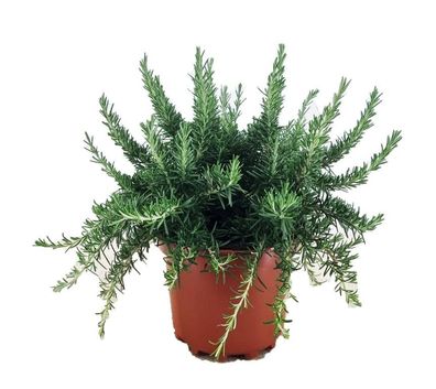 Hängender Rosmarin Prostratus 3L-Topf | Kriechender Rosmarin winterhart Kräute