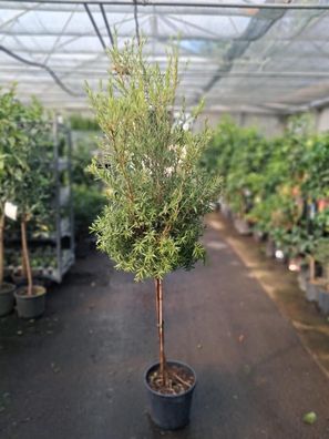 Callistemon Captain Cook Stämmchen 180-200cm Flaschenputzer Zylinderputzer Pflan