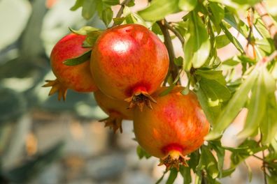 Punica granatum ´Rosso´ - Granatapfelbaum - Pflanze 140-170cm Frost -12°