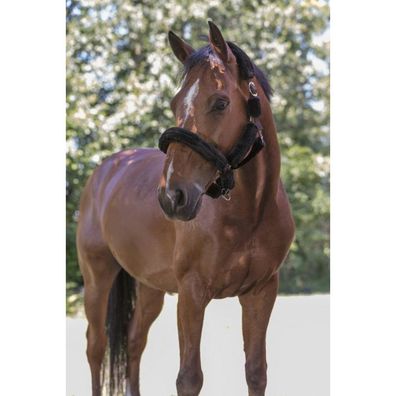NORTON Full mouton synthetique Halfter mit Kunstlammfell in vielen Farben